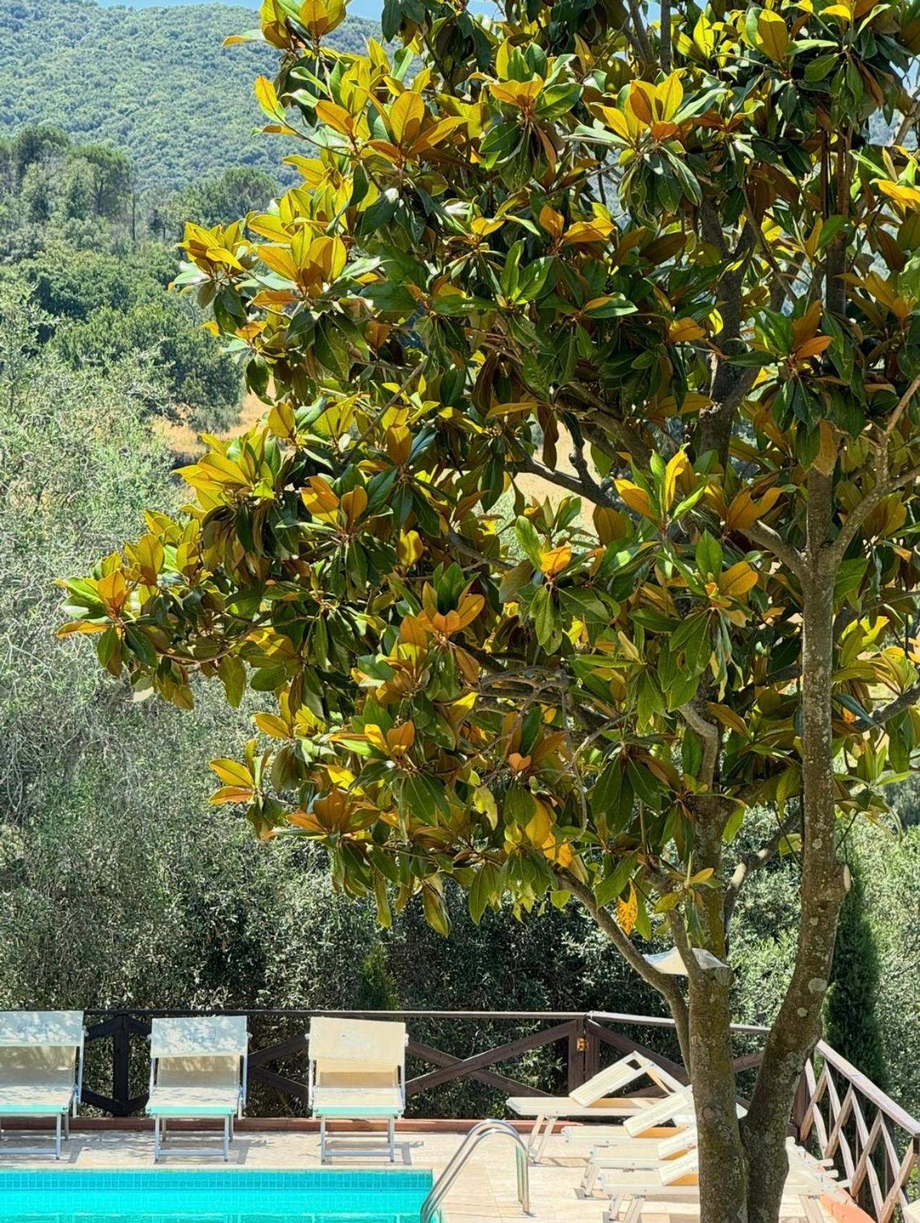 Madonna Del Poggio Cav Aparthotel Scarlino Bagian luar foto